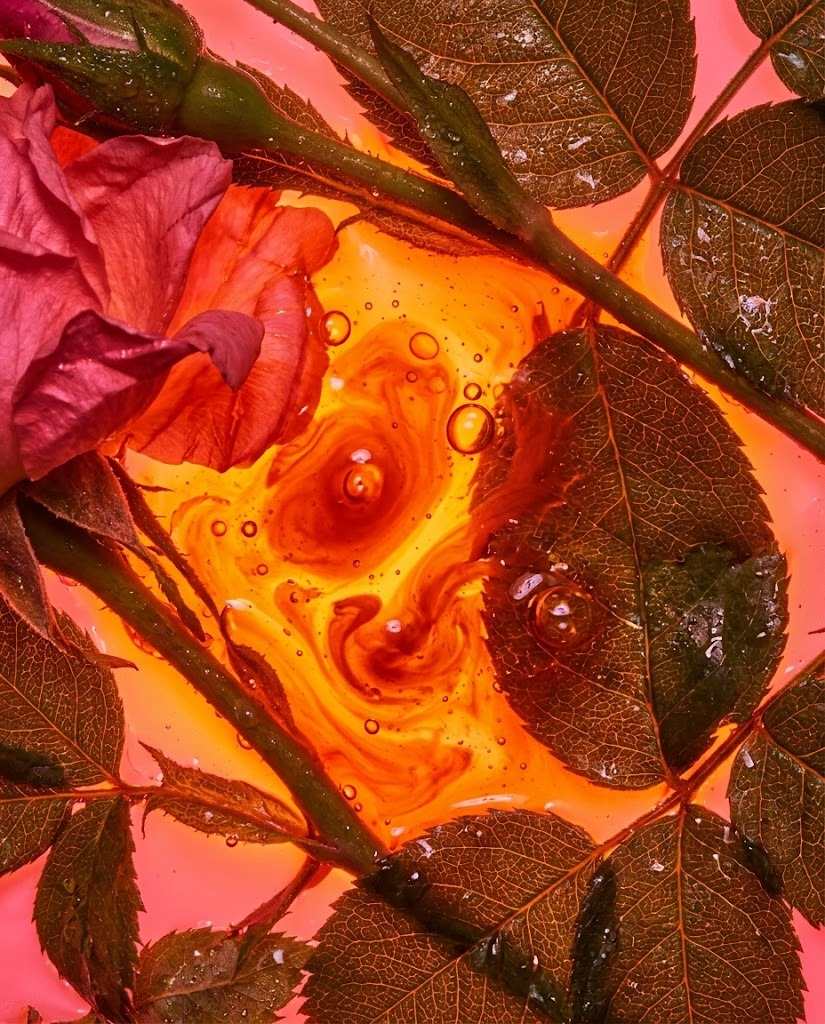 Τριαντάφυλλο (Rosa damascena)